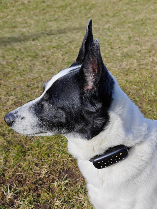 GPS tracker for dogs PF-53