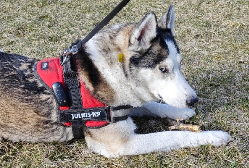 GPS pet tracker PF-53