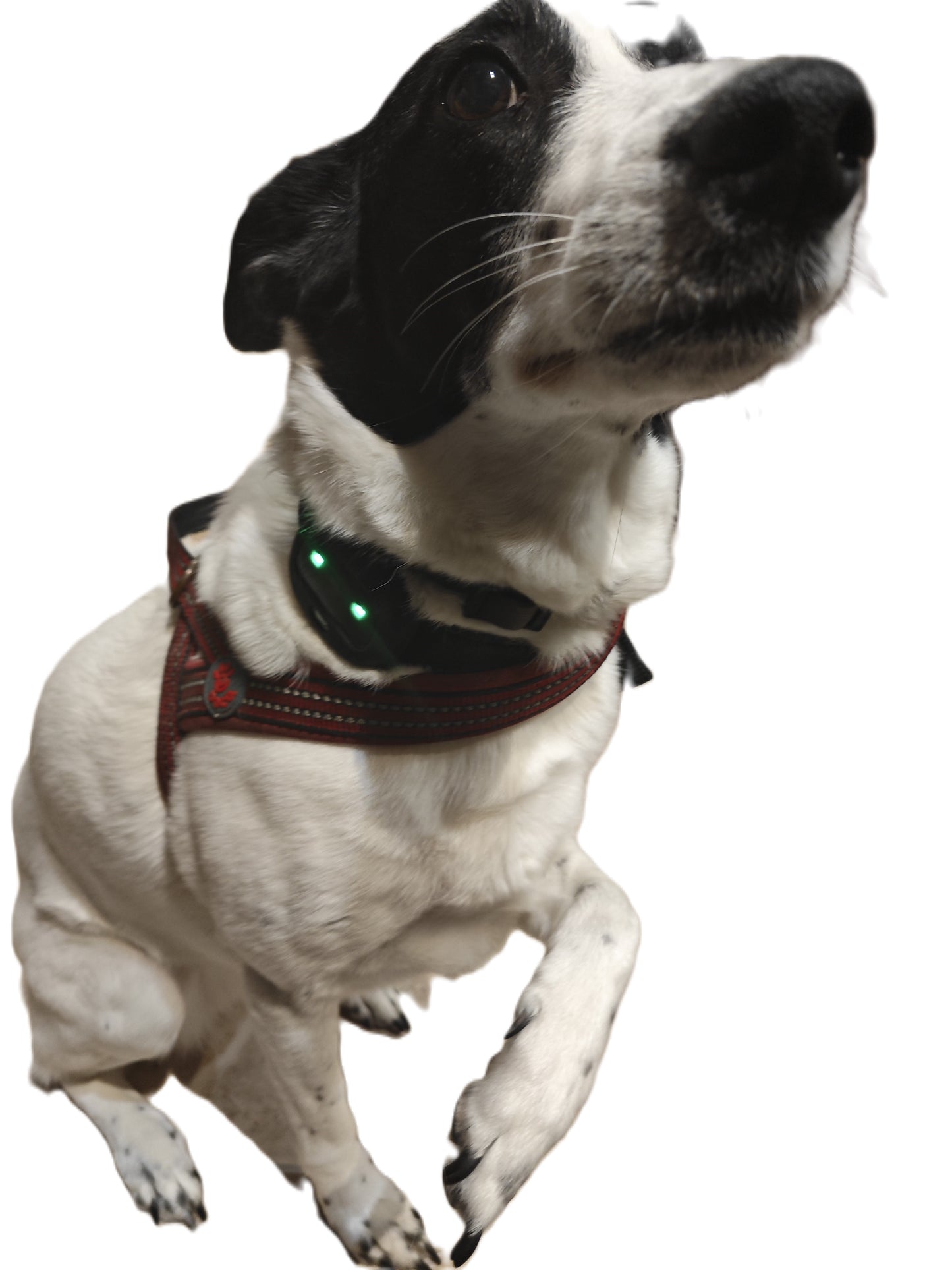 GPS sekiklis gyvūnams PF-43