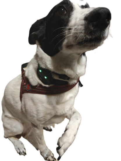 GPS sekiklis gyvūnams PF-43